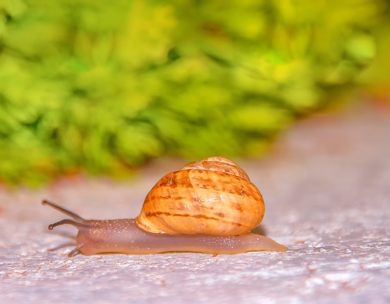 snail-3226416