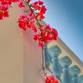 flower-3258355