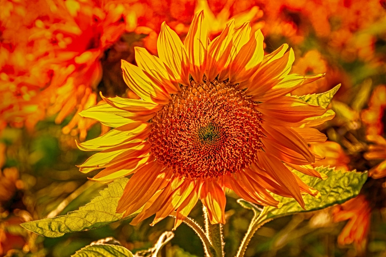sunflower-3416870.jpg