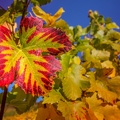 wine-leaf-3416997