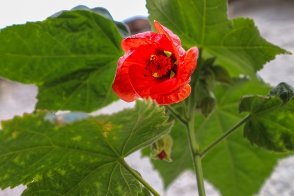 abutilon-3436666