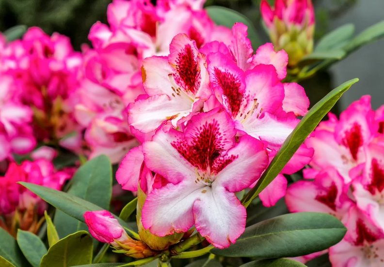 rhododendron-3436753