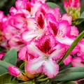 rhododendron-3436753