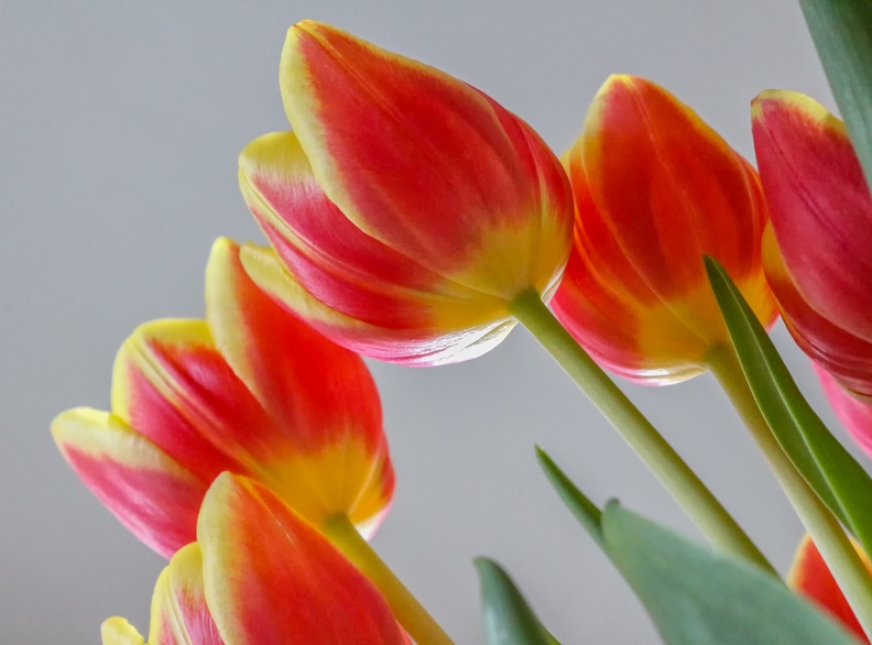 tulips-3387557