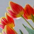 tulips-3387557.jpg