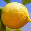 lemon-3648949