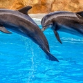 dolphins-3769402