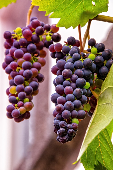 grapes-3681877