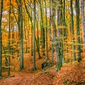 herbstwald-1