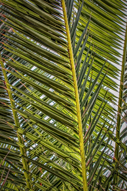 palm-fronds-3807825