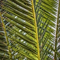 palm-fronds-3807825.jpg