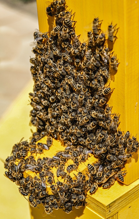 bees-4126064