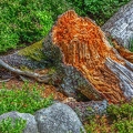 tree-stump-4115784