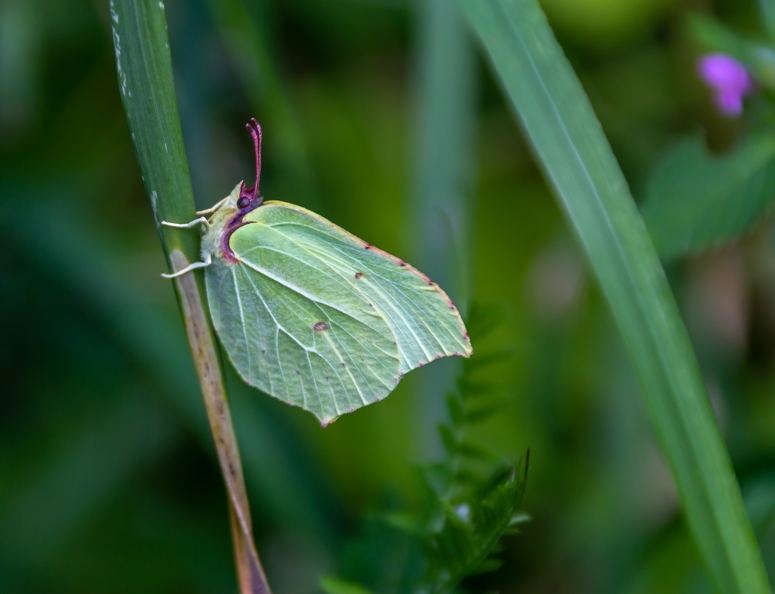 gonepteryx-rhamni-4115742.jpg