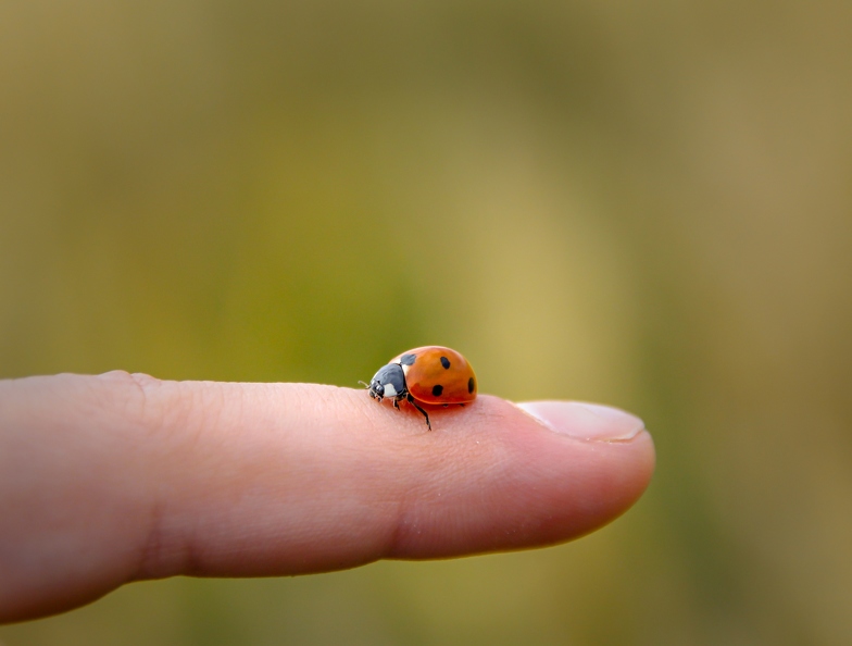 ladybug-4138380