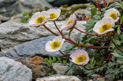 nature-4145441