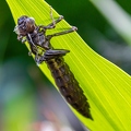libelle häutung-0383