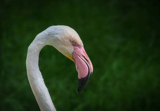 flamingo- (3811 visits) flamingo-