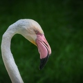 flamingo-