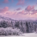 winterwald-1.jpg