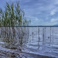 schilfamsee